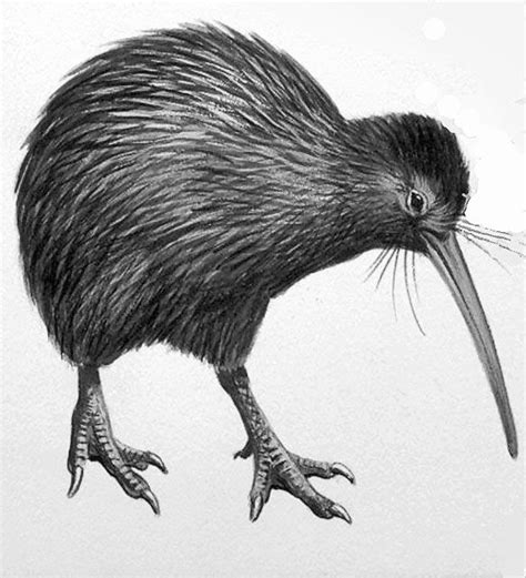 82 best Kiwi Birds :) images on Pinterest | Kiwi bird, New zealand and ...