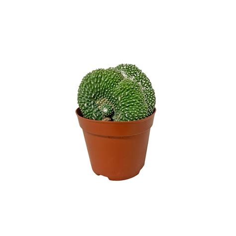 Brain Cactus (Cristata)