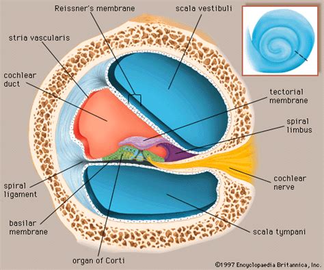 Ear - BIOLOGY4ISC