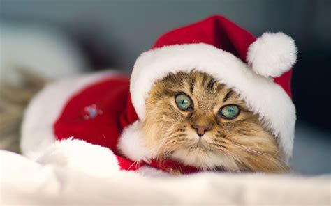 Christmas Kittens Wallpaper (59+ images)