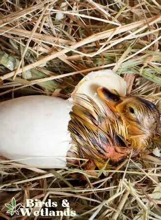 What Are Baby Ducks Called? Discovering the Terminology of Ducklings ...