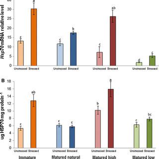 Hsp70 gene transcription (a) and HSP70 protein levels (b) in gill ...