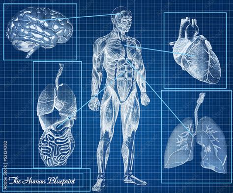 The Human Blueprint concept Stock Illustration | Adobe Stock