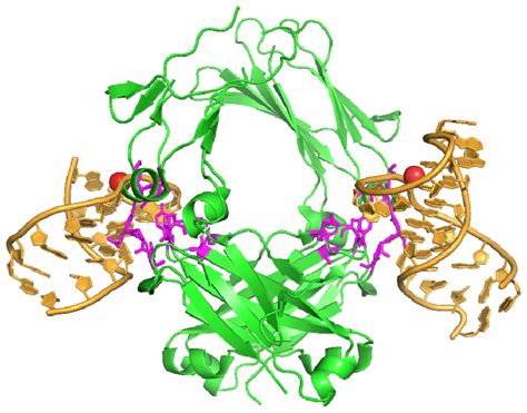 IJMS | Free Full-Text | Characterization of Aptamer-Protein Complexes ...