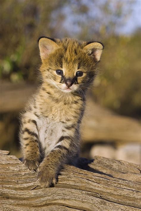 Orphan Serval Kitten Leptailurus Serval Photograph by Suzi Eszterhas