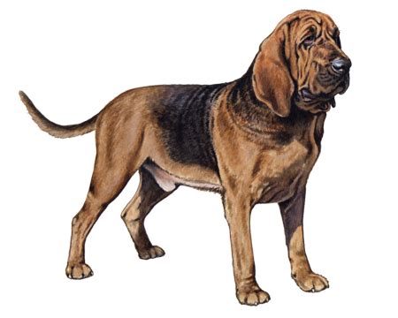 Bloodhound Facts - Wisdom Panel™ Dog Breeds