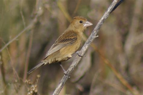 female blue grosbeak | Flickr - Photo Sharing!