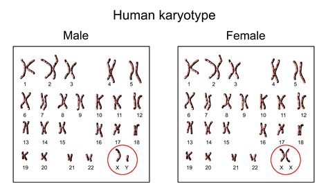 Chromosomes: Facts about our genetic storerooms | Live Science