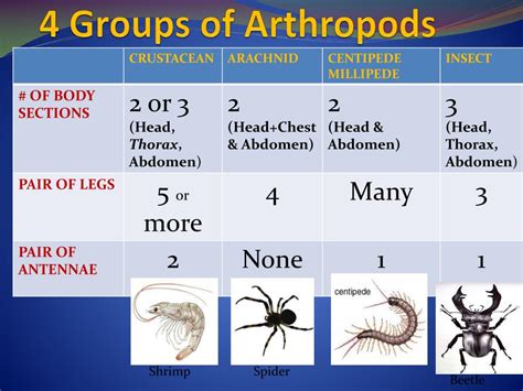 Arthropod Classification Chart