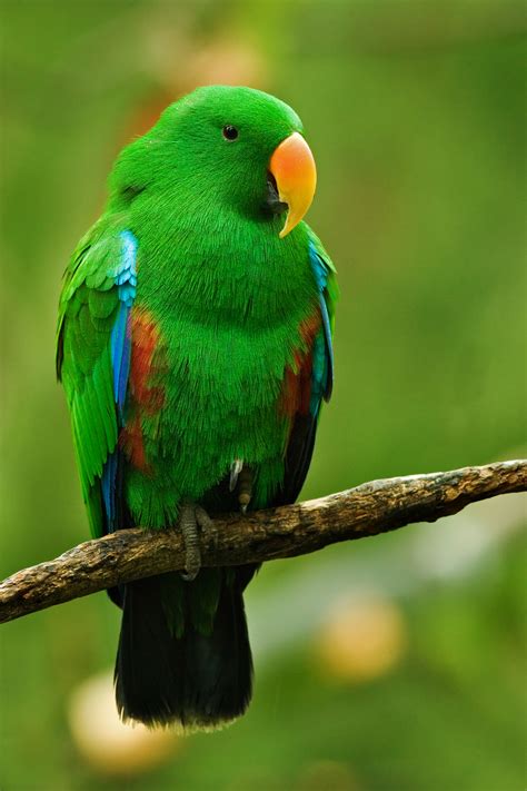 Lovely Female Eclectus Parrot (*Eclectus roratus*) [1650x1950] : AnimalPorn