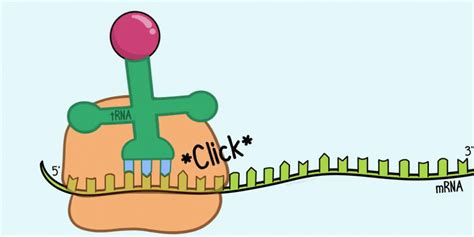 Translation: mRNA to Protein : Plantlet