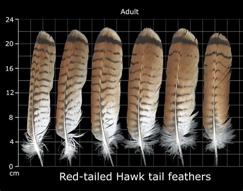 The Feather Atlas - Feather Identification and Scans - U.S. Fish and ...