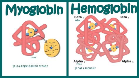 Hemoglobin vs Myoglobin - YouTube