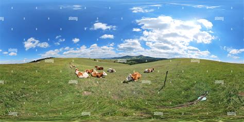 360° view of Cows at Zlatibor mountain - Alamy