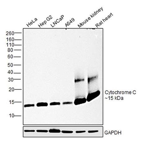 Cytochrome C Monoclonal Antibody (37BA11) (45-6100)