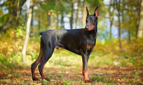 Doberman Pinscher: Characteristics, Care & Photos | BeChewy