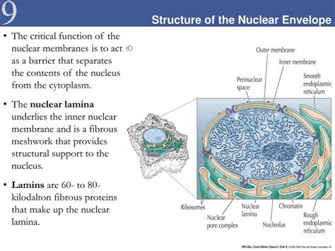 PPT - The Structure and Function of the Nuclear Envelope PowerPoint ...