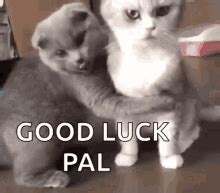 Good Luck Meme GIFs | Tenor