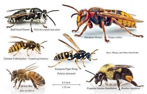 Types of Bees in New Jersey