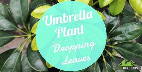 Umbrella Plant (Schefflera) Dropping Leaves? 7 Reasons Why - GFL Outdoors