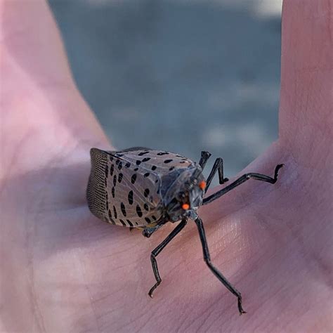 what attracts spotted lanternflies - Maryrose Sallee