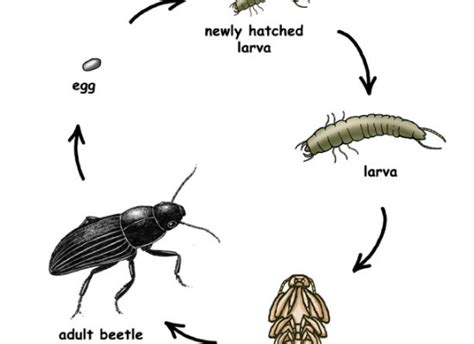 Life cycle - Goliath Beetles