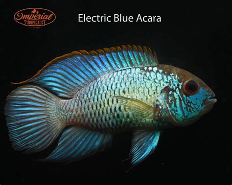 Electric Blue Acara (Andinoacara sp.) – Imperial Tropicals