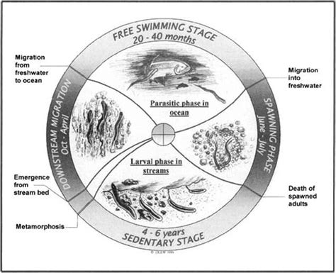 Life cycle of the Pacific lamprey (credit: Jeremy Red Star Wolf ...