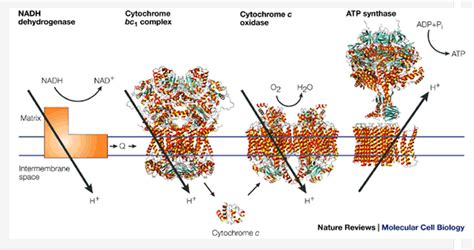 Cytochrome C Oxidase