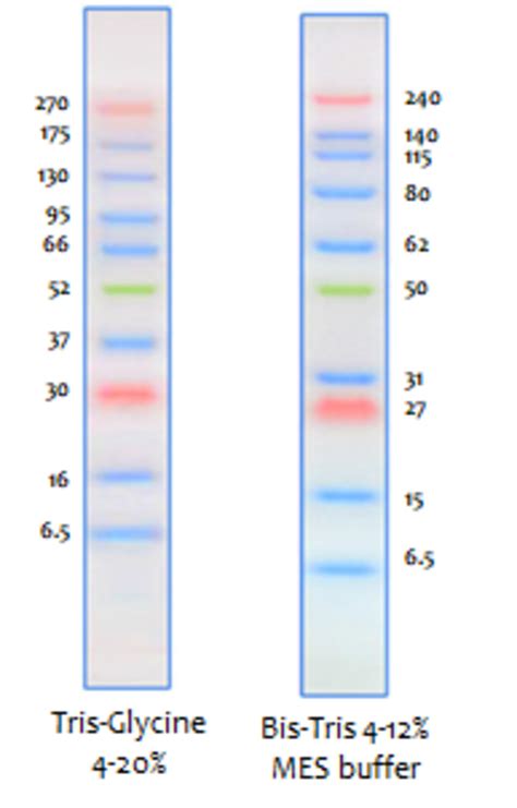 Margic protein marker western blot ladder - splusvolf