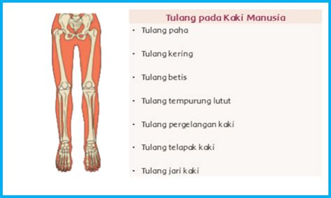 Fungsi Tulang Pada Manusia - Materi Kelas V Tema 1 Sub Tema 2 ...