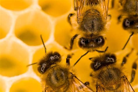 Why do bees make honey? | New Scientist