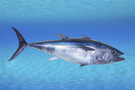 Why Some Chefs Just Can't Quit Serving Bluefin Tuna | NCPR News