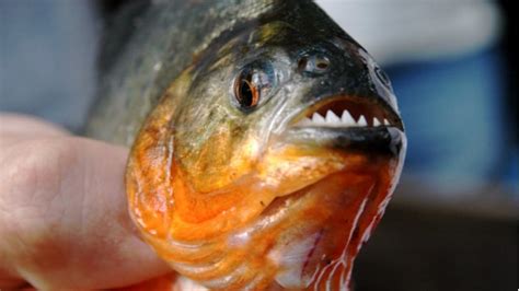 Gambar Ikan Piranha - Azka Gambar