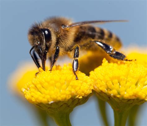 Honeybees vs. Bumblebees vs. Plain Old Bees - What's the Difference ...