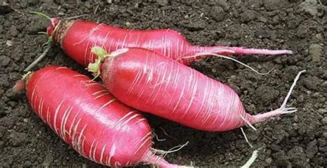 China Rose Radish: Description, Flavor, Benefits, And Uses - Gardeners ...