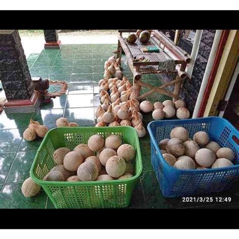 Promo buah kelapa kopyor segar tebal isi banyak grade A super asli Pati ...