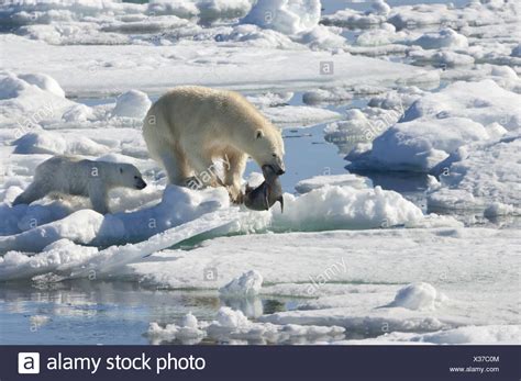 Polar Bear Hunting Seal High Resolution Stock Photography and Images ...