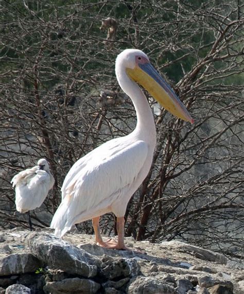 The Great White Pelican - The Immense Migrator Bird