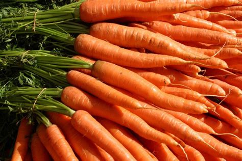 Danvers Carrot: Description, Flavor, Benefits, And Uses - Gardeners ...