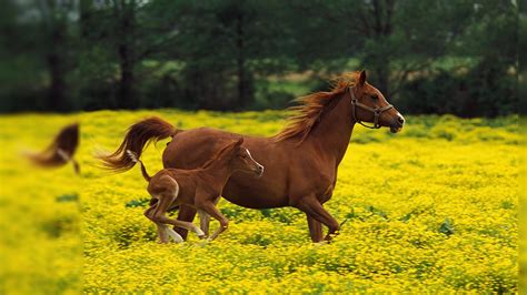 Fall Horse Wallpaper - WallpaperSafari