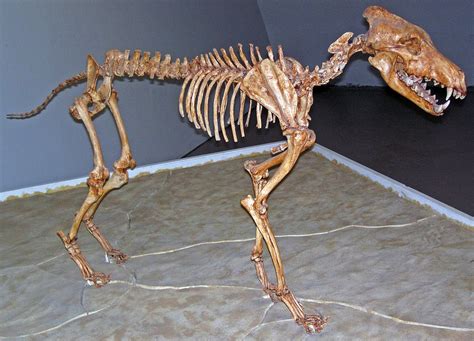 Dire wolf - Wikipedia