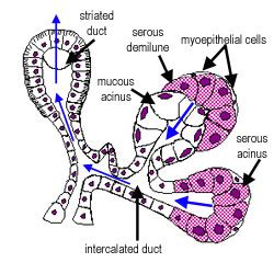 Salivary Gland Duct Histology