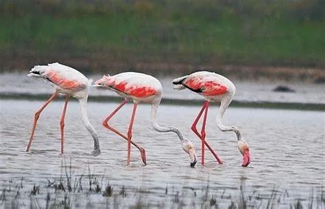 Pulicat Lake Wetland Sanctuary - Nellore - Complete Guide