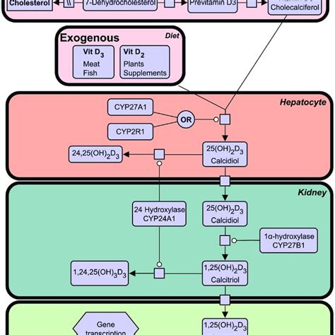 | the vitamin d synthesis pathway. Vitamin D3 can be acquired both ...