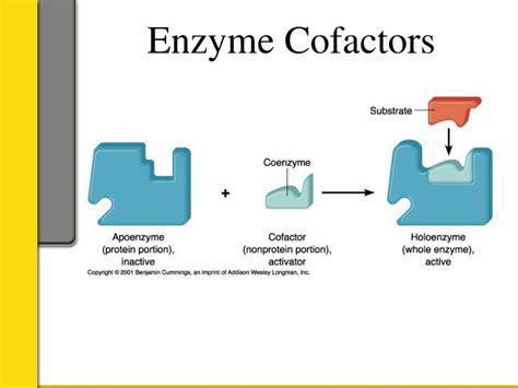 PPT - Enzymes, Regulation, And Inhibition By Nic Oliver And Jamie ...