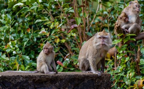 Long Tailed Macaque Makak Apa - Gratis foto på Pixabay - Pixabay