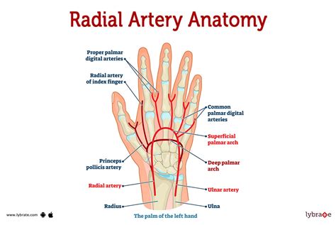 Radial Artery (Human Anatomy): Image, Functions, Diseases and Treatments