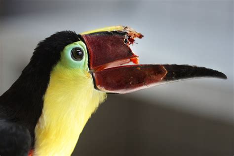 Can 3-D Printing Save This Toucan’s Life? | Audubon