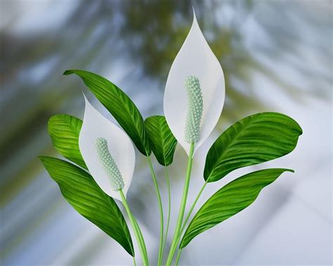 How To Care For A Peace Lily Plant Indoors : If you are repotting, move ...